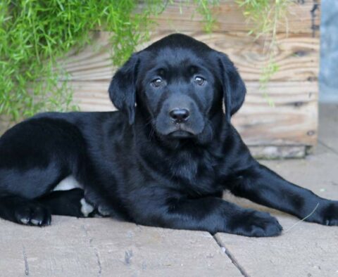 Chopper Black Lab