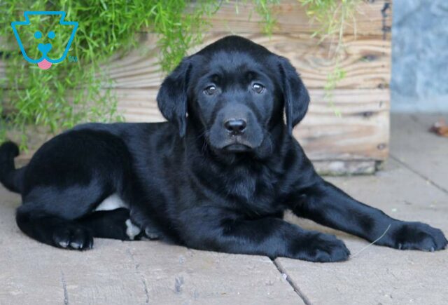 Chopper Black Lab image