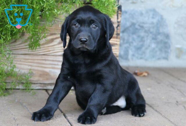Chopper Black Lab23 image