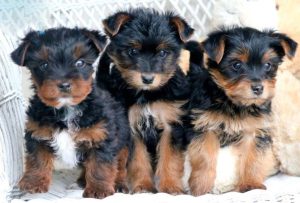 Chorkie