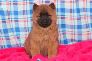 Chow Chow Mix