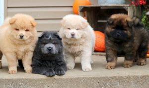 Chow Chow