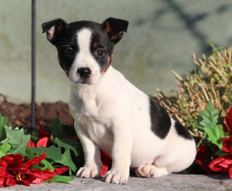 Christmas Jack Russell