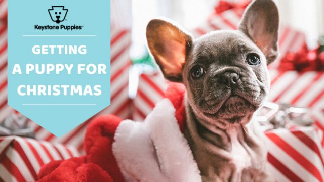 Everything to Know About Giving & Getting a Puppy for Christmas