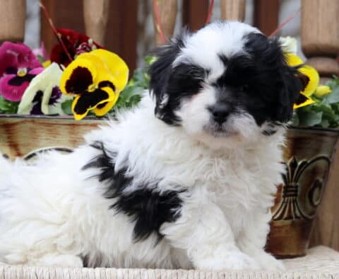 Chum Shichon2