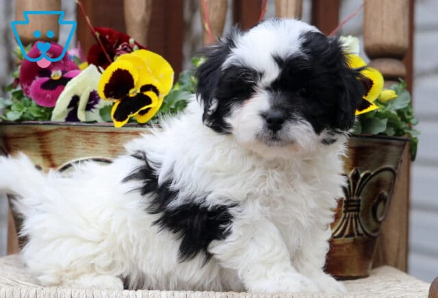 Chum Shichon2 image