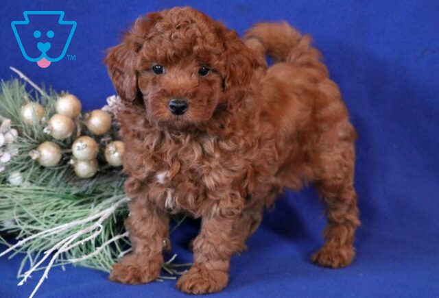 Chunk Toy Goldendoodle image