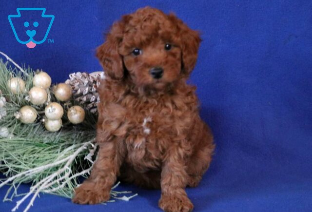 Chunk Toy Goldendoodle2 image