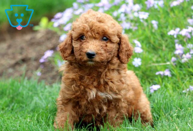 Cici Mini Labradoodle