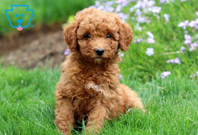 Cici Mini Labradoodle2