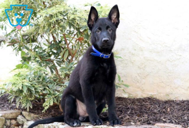 Cinderella German Malinois image