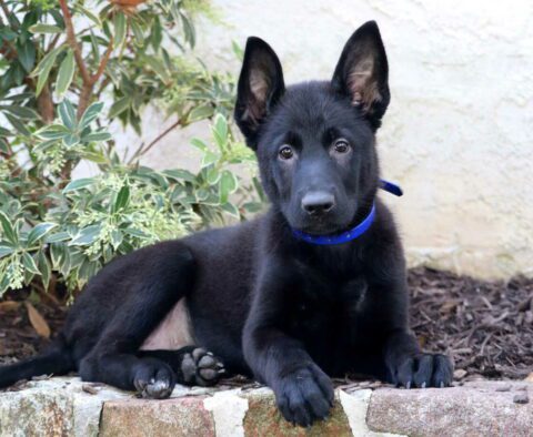 Cinderella German Malinois2