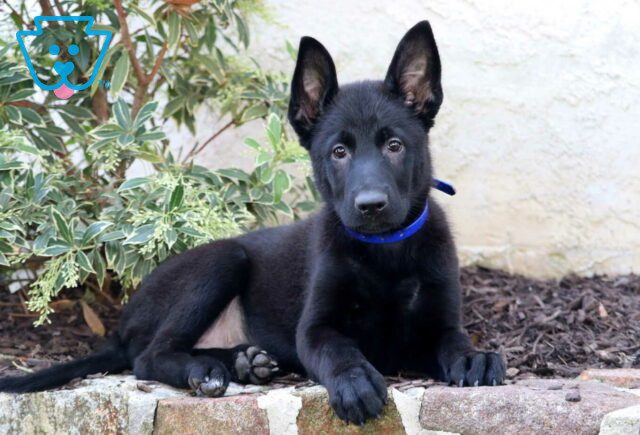 Cinderella German Malinois2 image