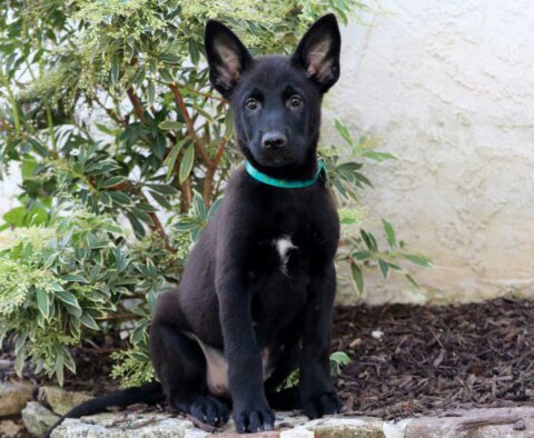 Cindy Lou German Malinois