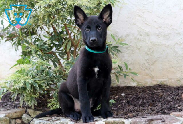 Cindy Lou German Malinois image