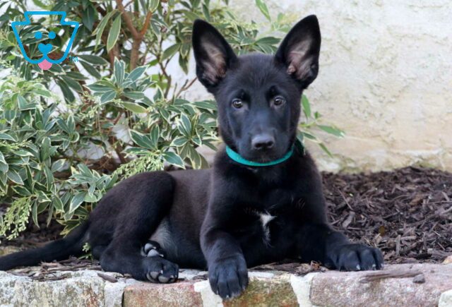Cindy Lou German Malinois2 image