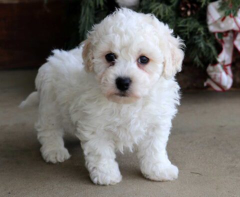 Cj Bichon2