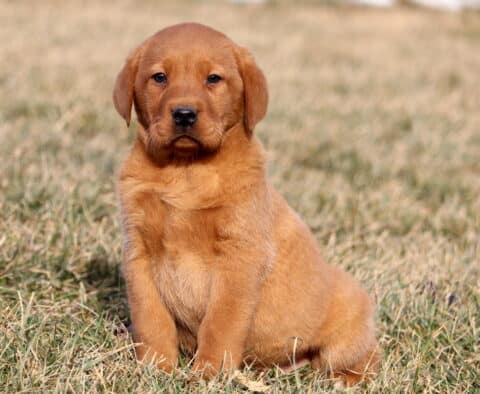 Cj Fox Red Lab2