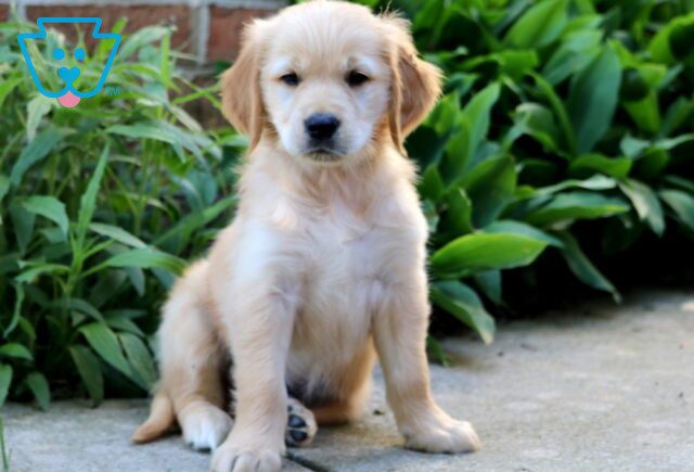 CJ Golden Retriever 1-001