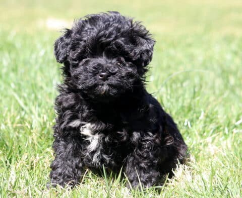 Clair Mini Aussiedoodle