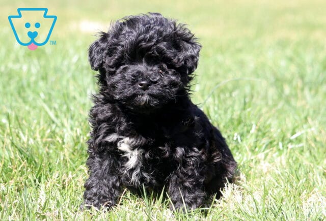 Clair Mini Aussiedoodle image