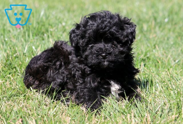 Clair Mini Aussiedoodle2 image