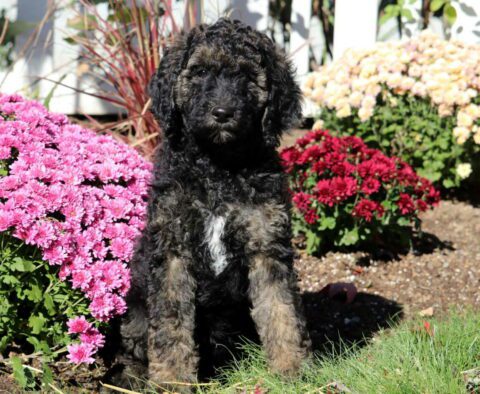 Clair Poodle