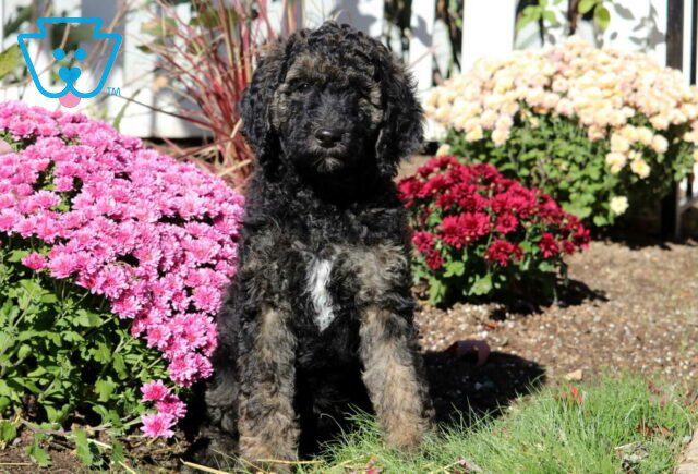 Clair Poodle image