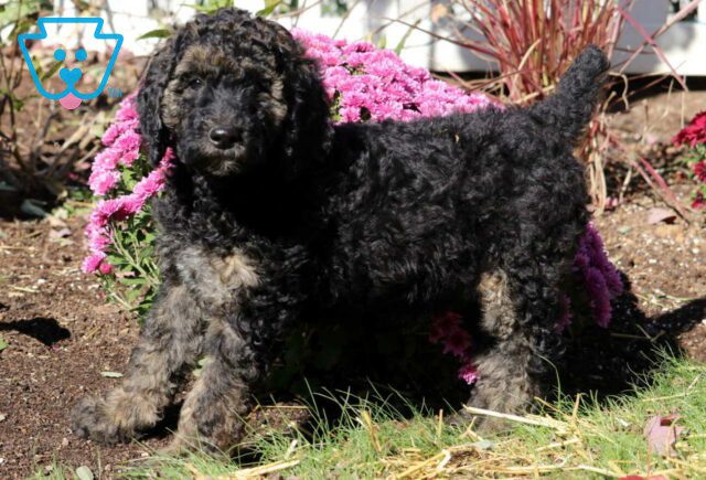 Clair Poodle2 image