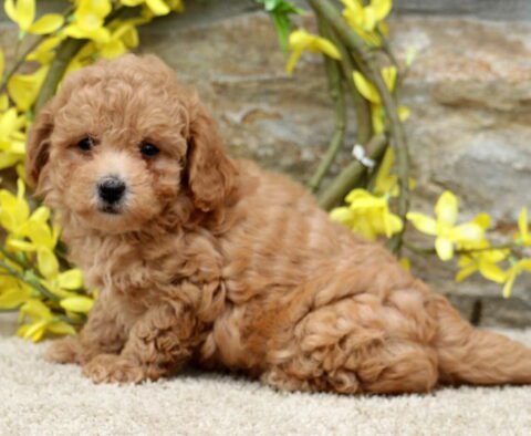 Clinton Poodle Mix