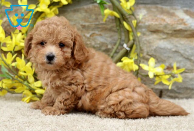 Clinton Poodle Mix image