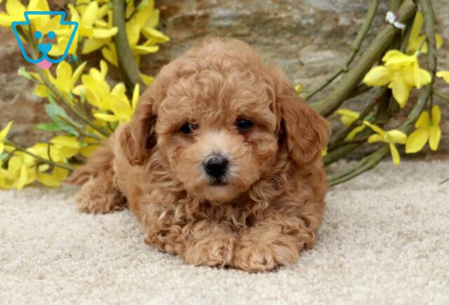 Clinton Poodle Mix2 image