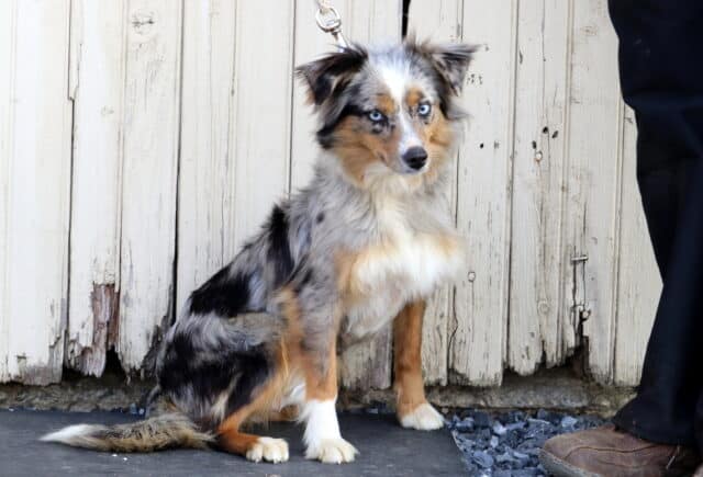 Cloe Mini Australian Shepherd Sam Stoltzfus image