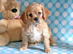 Cockalier puppies for sale