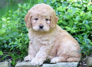 Cockapoo puppies for sale