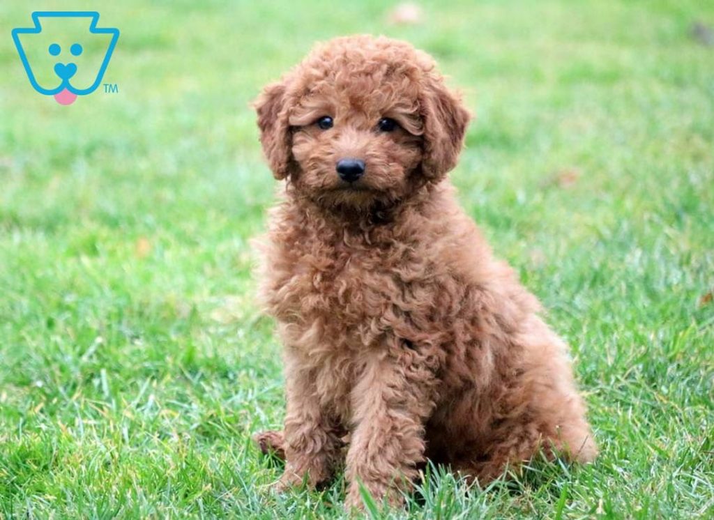 Fluffy golden Cockapoo puppy for sale