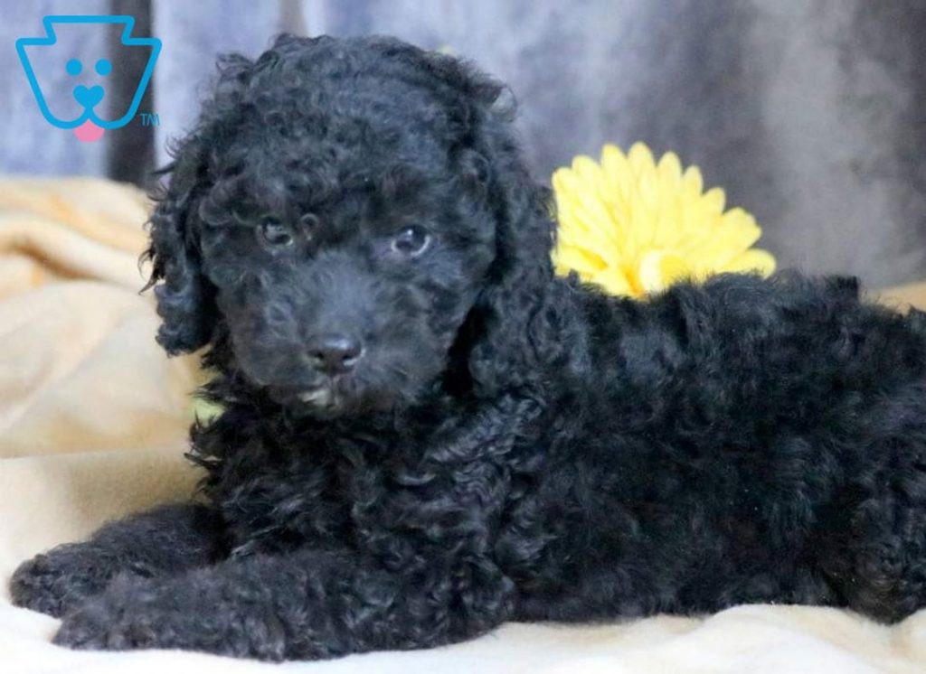 Black Cockapoo puppy for sale in PA