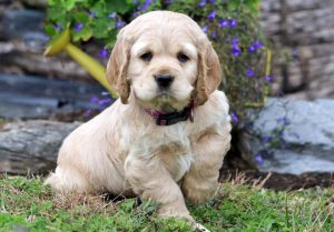 cocker spaniel puppies for sale