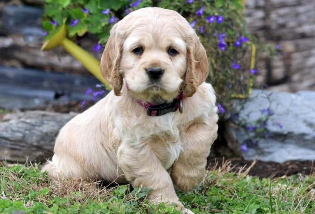 cocker spaniel puppies for sale