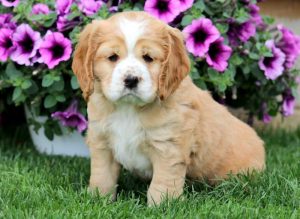 cocker spaniel mix puppies for sale