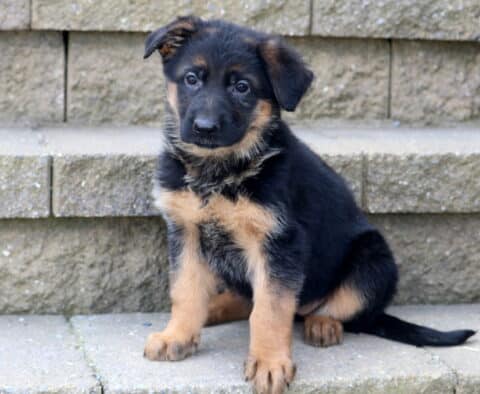 Coco German Shepherd