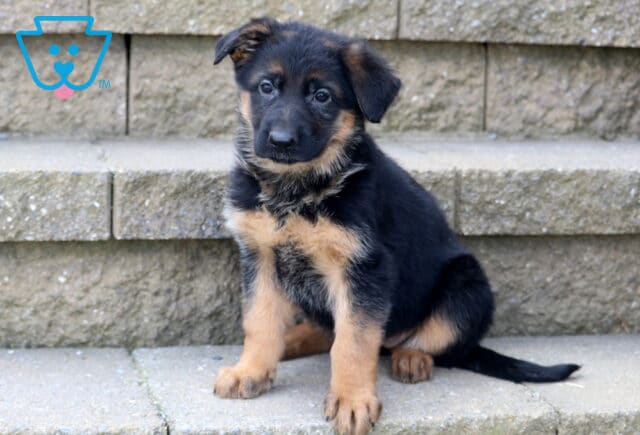 Coco German Shepherd image