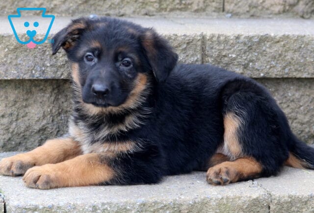 Coco German Shepherd2 image