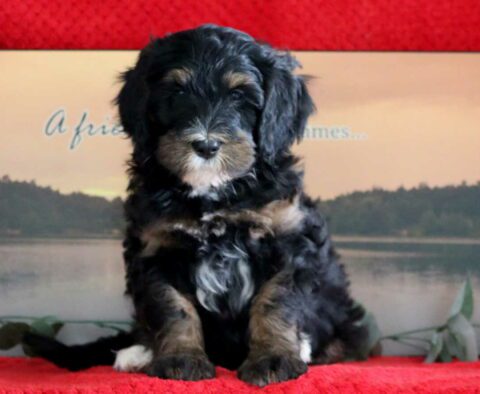 Coco Mini Bernedoodle