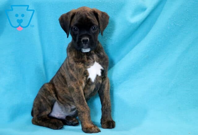 Codie Boxer image