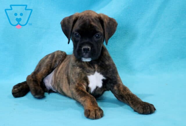 Codie Boxer2 image