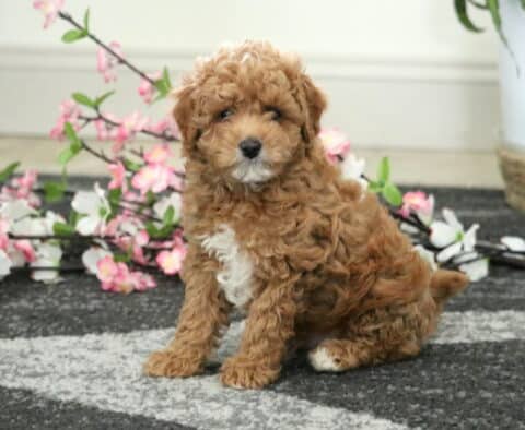 Cody Cavapoo