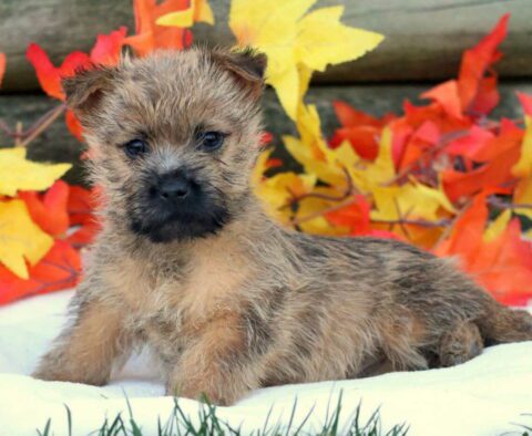 Coffee Cairn Terrier