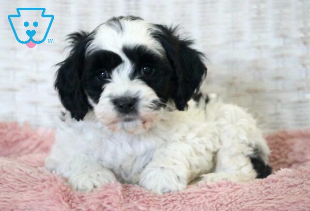 Coffee Cockapoo image