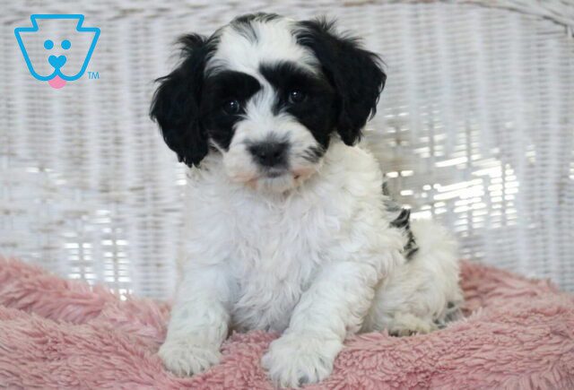 Coffee Cockapoo2 image